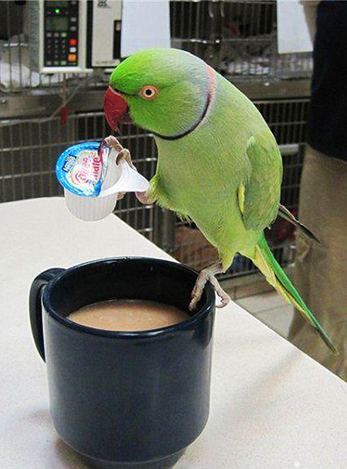 Вам кофе со сливками?