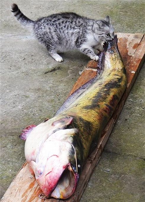 Рыбка для кота?