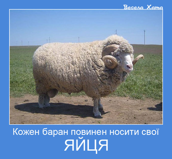 Веселі українські фото приколи - мотиватори про тварин