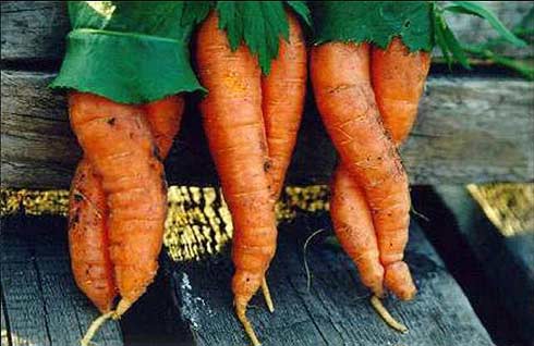 фото прикол "Любовь - морковь"