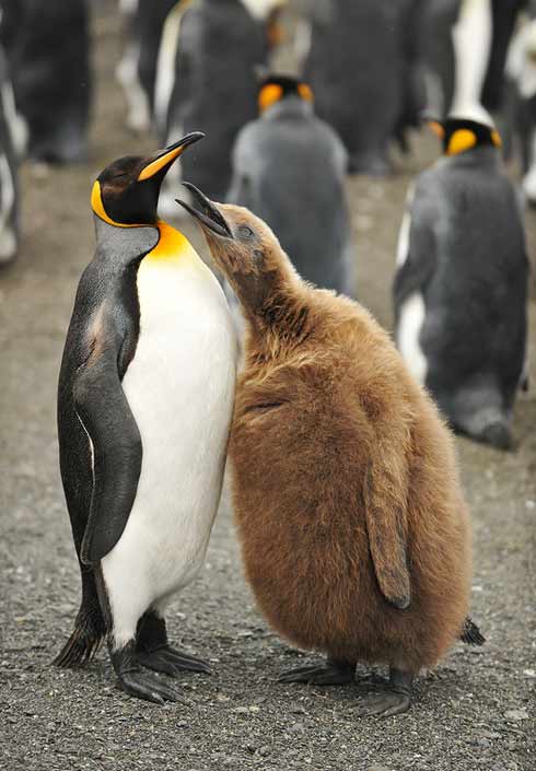 фото прикол "Пингвин и его сын"