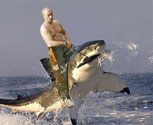 фото прикол "Путин и акула"