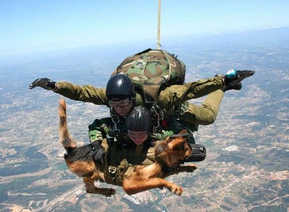 фото прикол "Пёс - парашютист"
