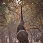 Слон - Вышка