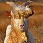 Красавец козёл