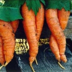 Любовь - морковь