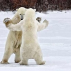 Танцы на льду