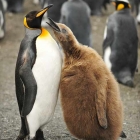 Пингвин и его сын