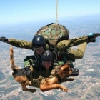Пёс - парашютист