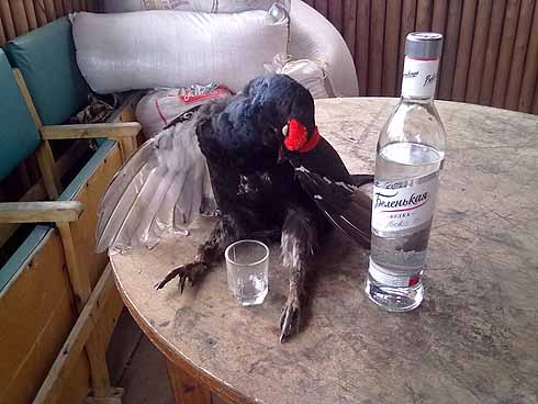 pticu-i-vodka-2012-4