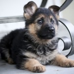 Cute-German-Shepherd-Puppies-Pictures-150x150